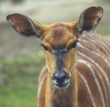 Tragelaphus angasii