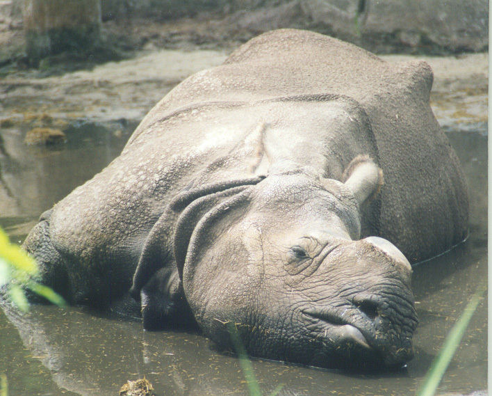 Rhinocerotidae