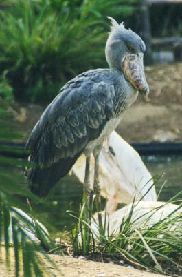 Human for scale : ShoebillStorks  Shoebill bird, Shoebill, Beautiful birds