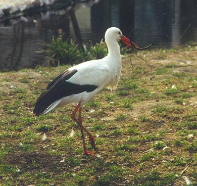 Ciconiidae