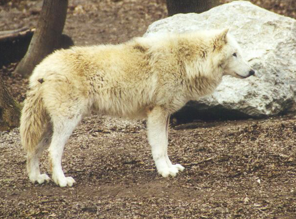 Canis lupus