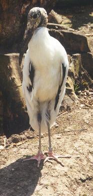 Ciconiiformes