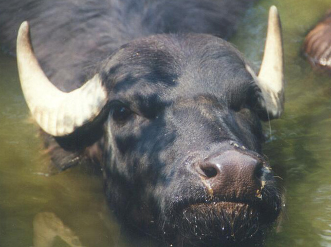 Water Buffalo  National Geographic
