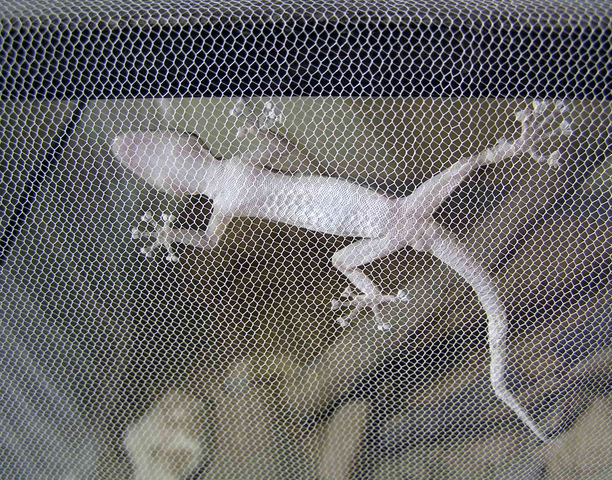 Photo of Asaccus kurdistanensis