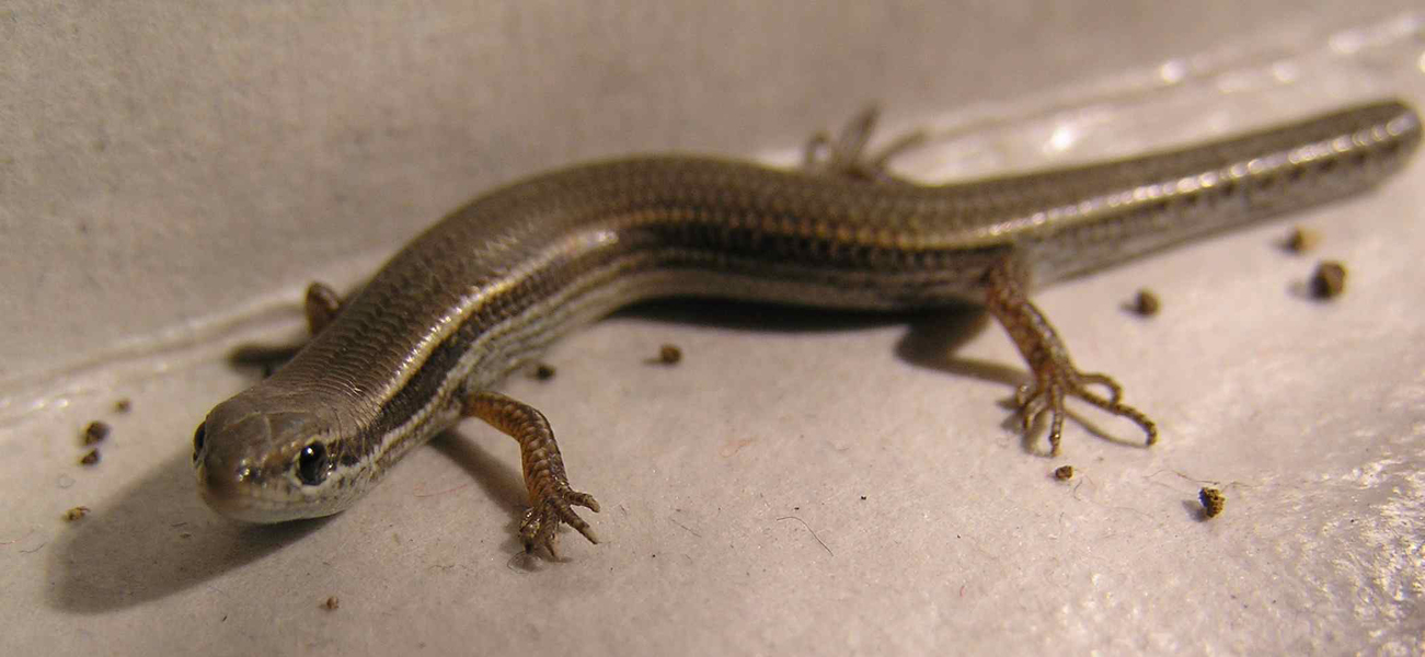 Squamata