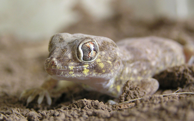 Photo of Stenodactylus affinis