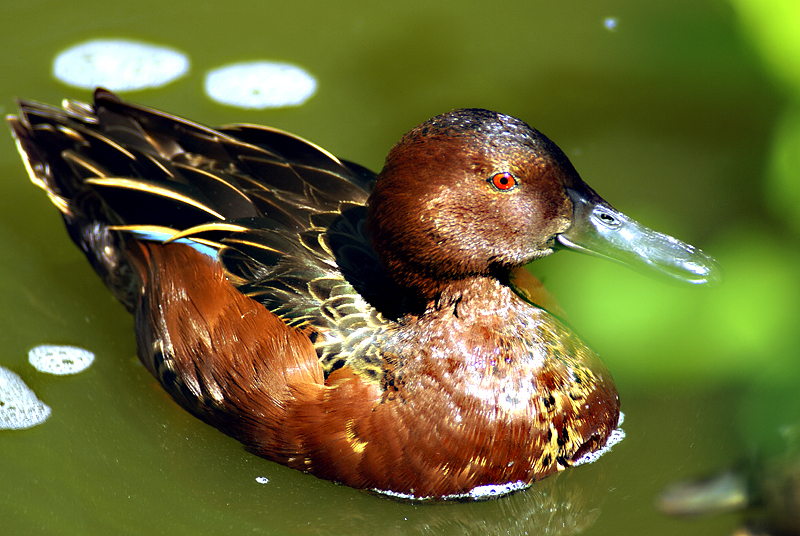 Anas cyanoptera