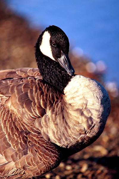 Branta