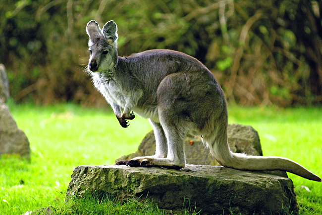 Macropus_giganteus1