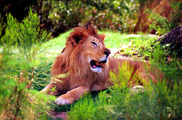 Panthera leo