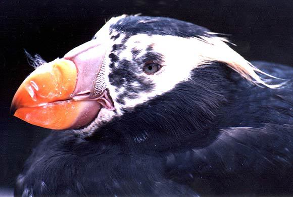 puffinmolting