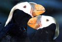 Tufted Puffin Facts - NatureMapping