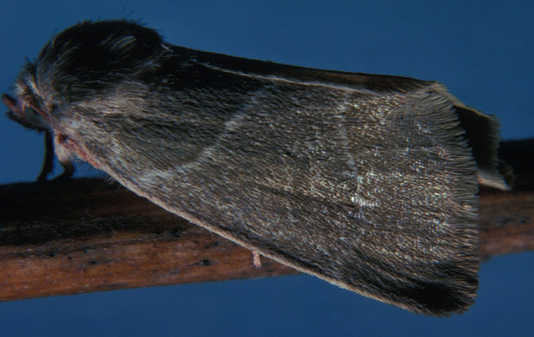 ADW Malacosoma americanum INFORMATION