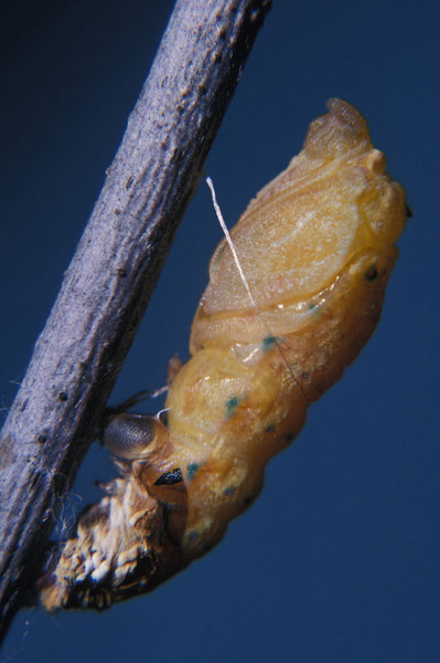 Papilio troilus