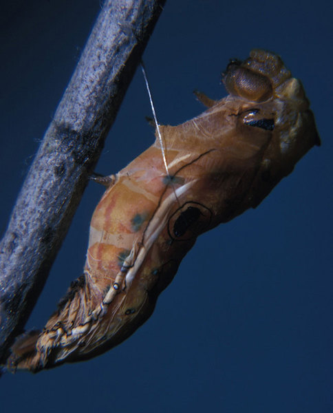 Papilio troilus