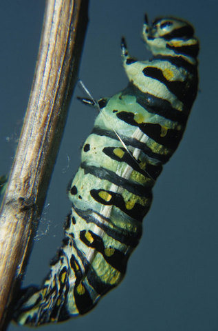 ADW: Papilio polyxenes: PICTURES