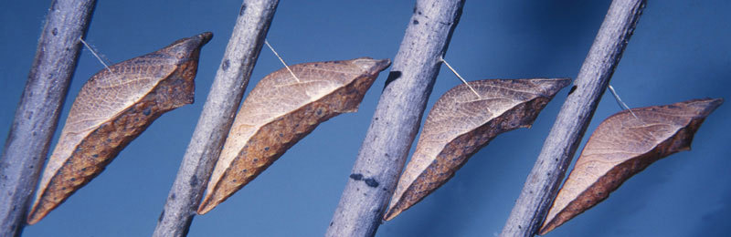 Papilio troilus