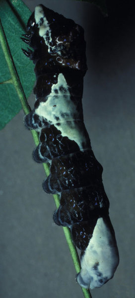 Papilio cresphontes