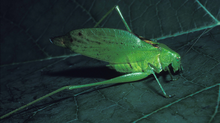 Photo of Amblycorypha