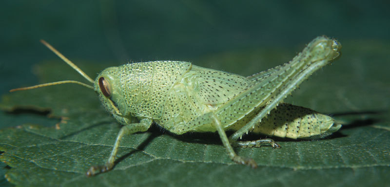 Orthoptera