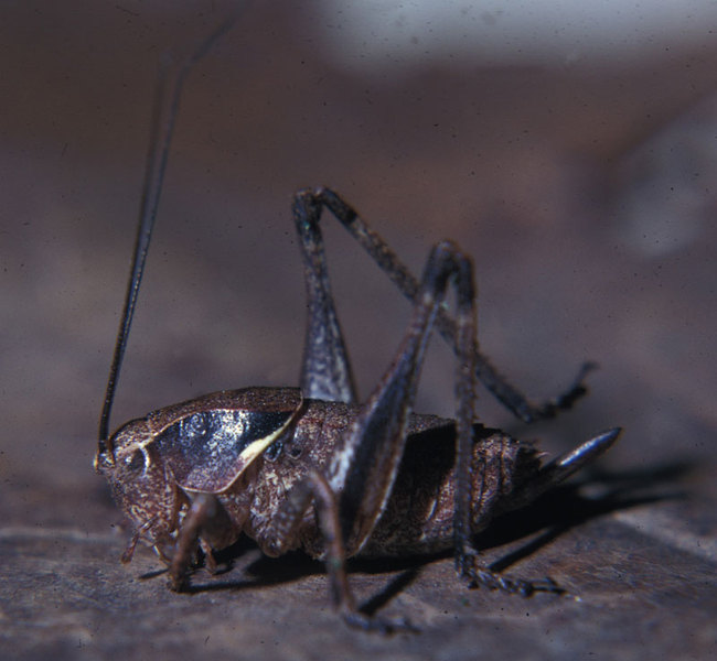 Orthoptera