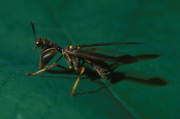 Photo of Mantispidae