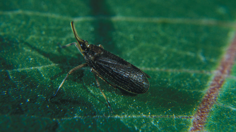 Fulgoroidea