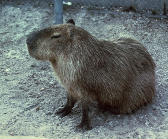Are capybaras rodents? And 5 other capybara facts, Stories