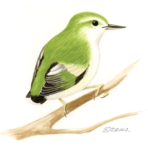 Acanthisitta_chloris_male