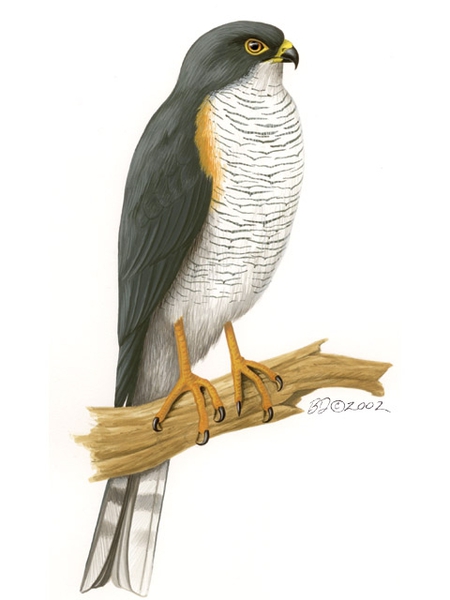 Falconiformes