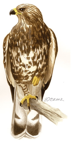 Buteo lagopus - Rough-legged hawks