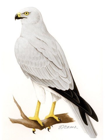 Circus cyaneus, Print, The hen harrier (Circus cyaneus) is a bird of prey.  The genus name Circus is derived from Ancient Greek kirkos, meaning  'circle', referring to a bird of prey named