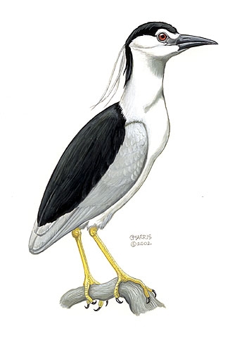 Nycticorax nycticorax