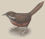 Deuterostomia