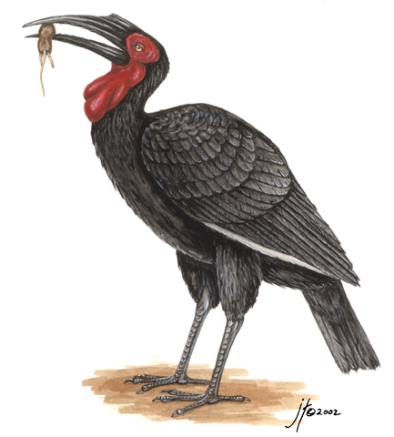 ground hornbill nest