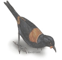 Deuterostomia