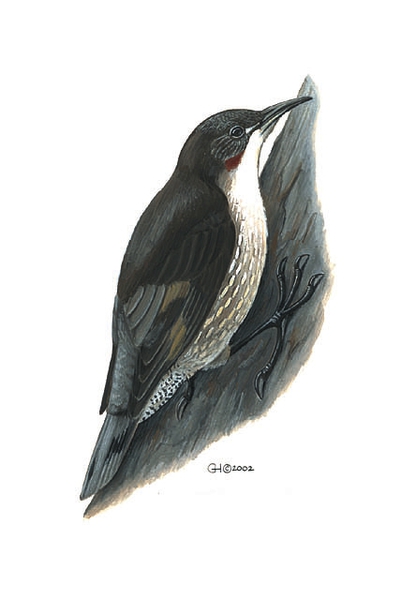 Climacteridae