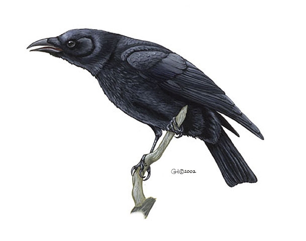 ADW: Corvus frugilegus: INFORMATION