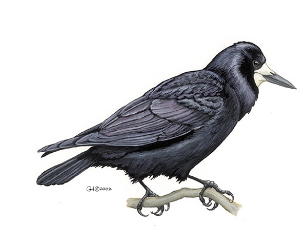 Rook (Corvus frugilegus) Dimensions & Drawings