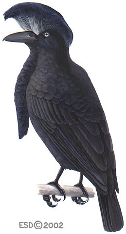 ADW: Corvus frugilegus: INFORMATION