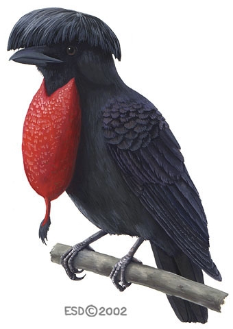 ADW: Corvus frugilegus: INFORMATION