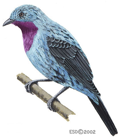 Cotinga_cayana_male