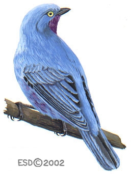 Cotinga maynana