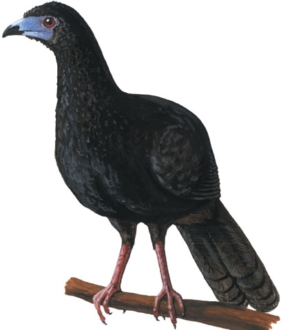 Cracidae