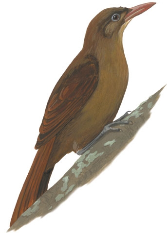 Dendrocolaptidae