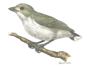 Deuterostomia