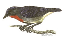 Deuterostomia