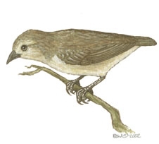 Deuterostomia