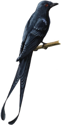 Dicrurus_megarhynchus