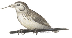 Emberizidae